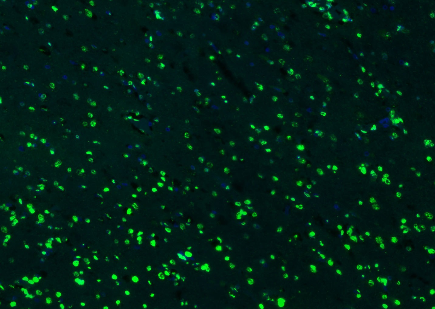 Histone H3 Nuclear Loading Control Polyclonal Antibody