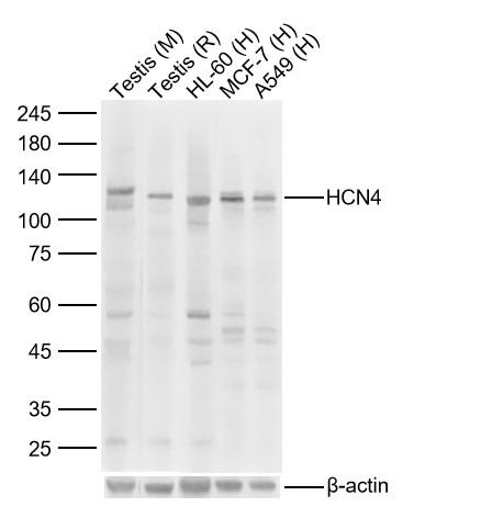 Anti-HCN4 Polyclonal Antibody