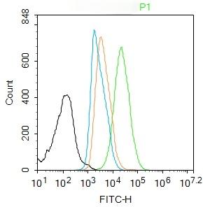 Anti-HMGB1 Polyclonal Antibody 2