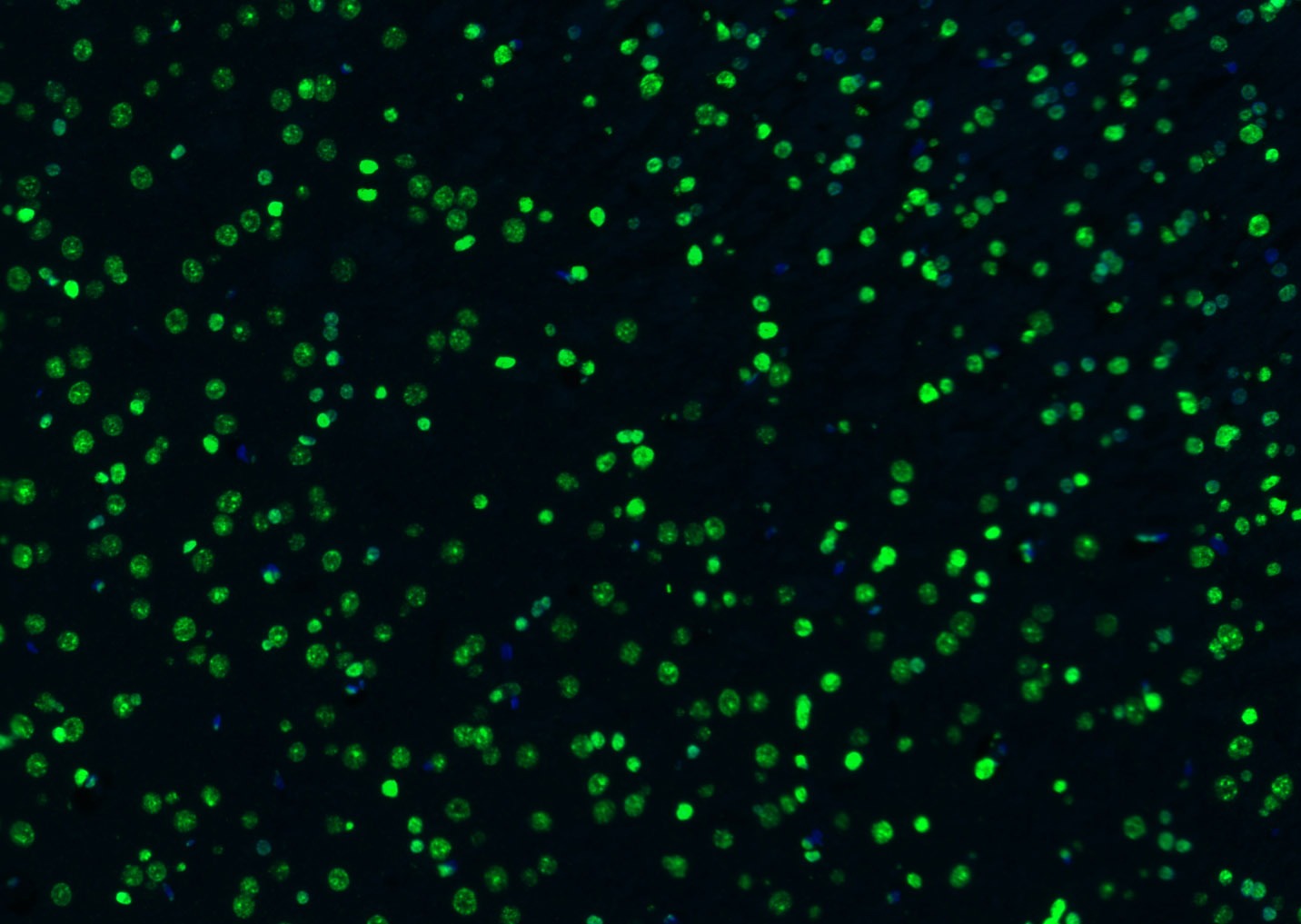 Histone H3 Nuclear Loading Control Polyclonal Antibody