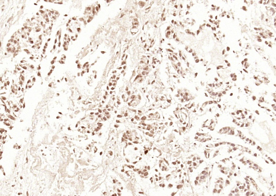 Anti-HDAC3 Polyclonal Antibody