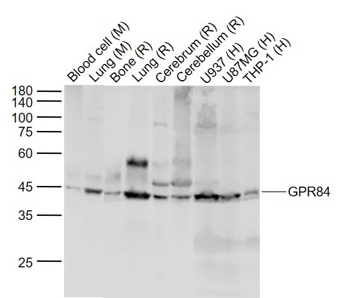 Anti-GPR84 Polyclonal Antibody