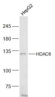 Anti-HDAC6 Polyclonal Antibody