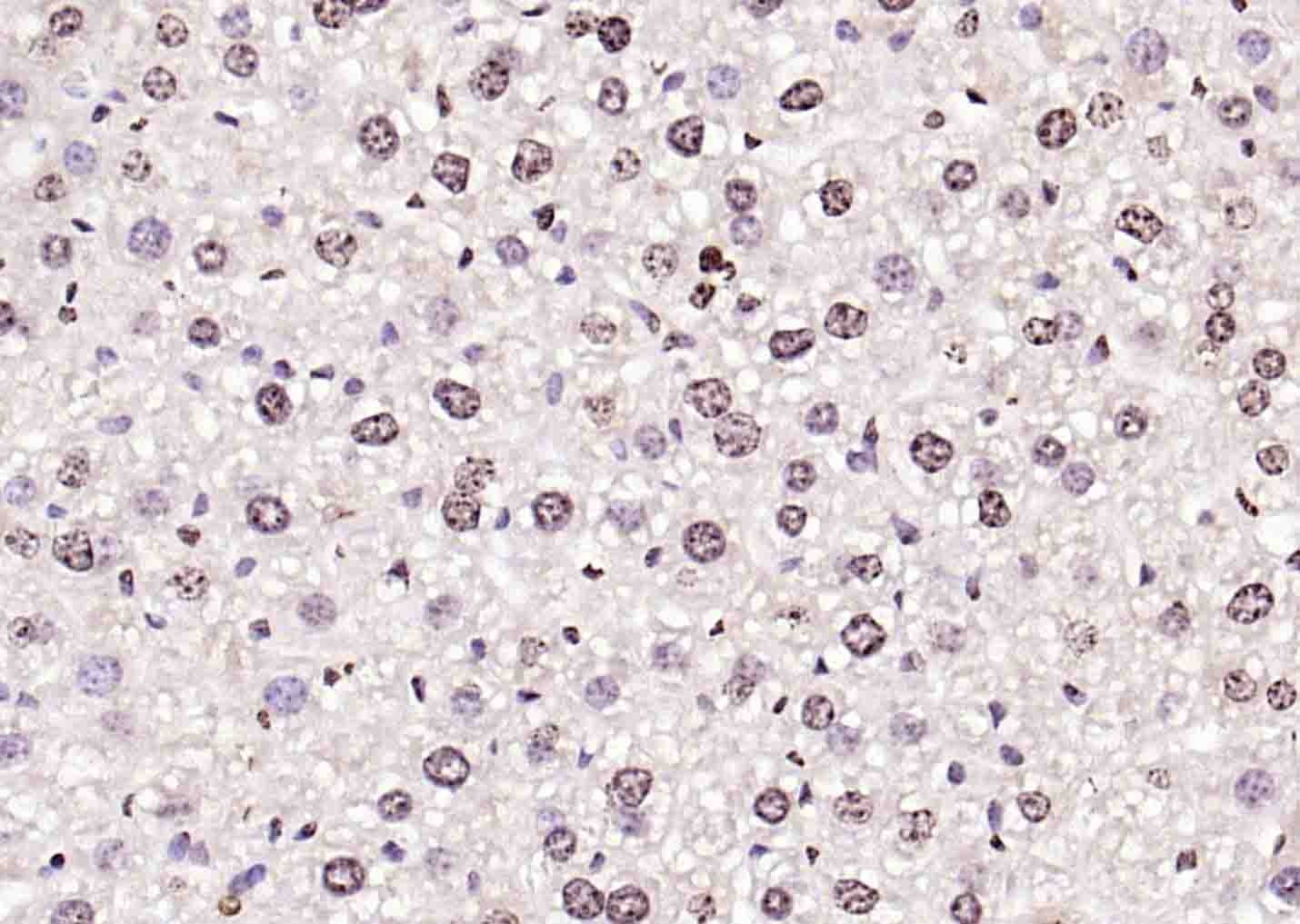 Anti-Histone H3.1 Polyclonal Antibody
