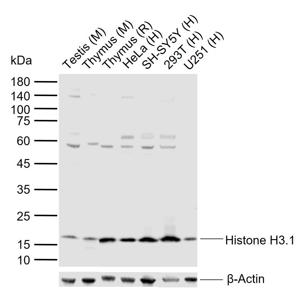 Anti-Histone H3.1 Polyclonal Antibody