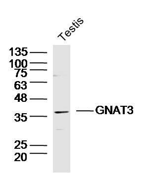 Anti-GNAT3 Polyclonal Antibody