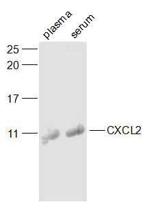 Anti-GRO beta/CXCL2 Polyclonal Antibody