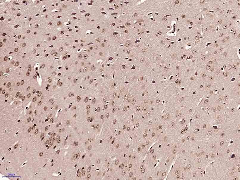 Anti-HFH4 Polyclonal Antibody