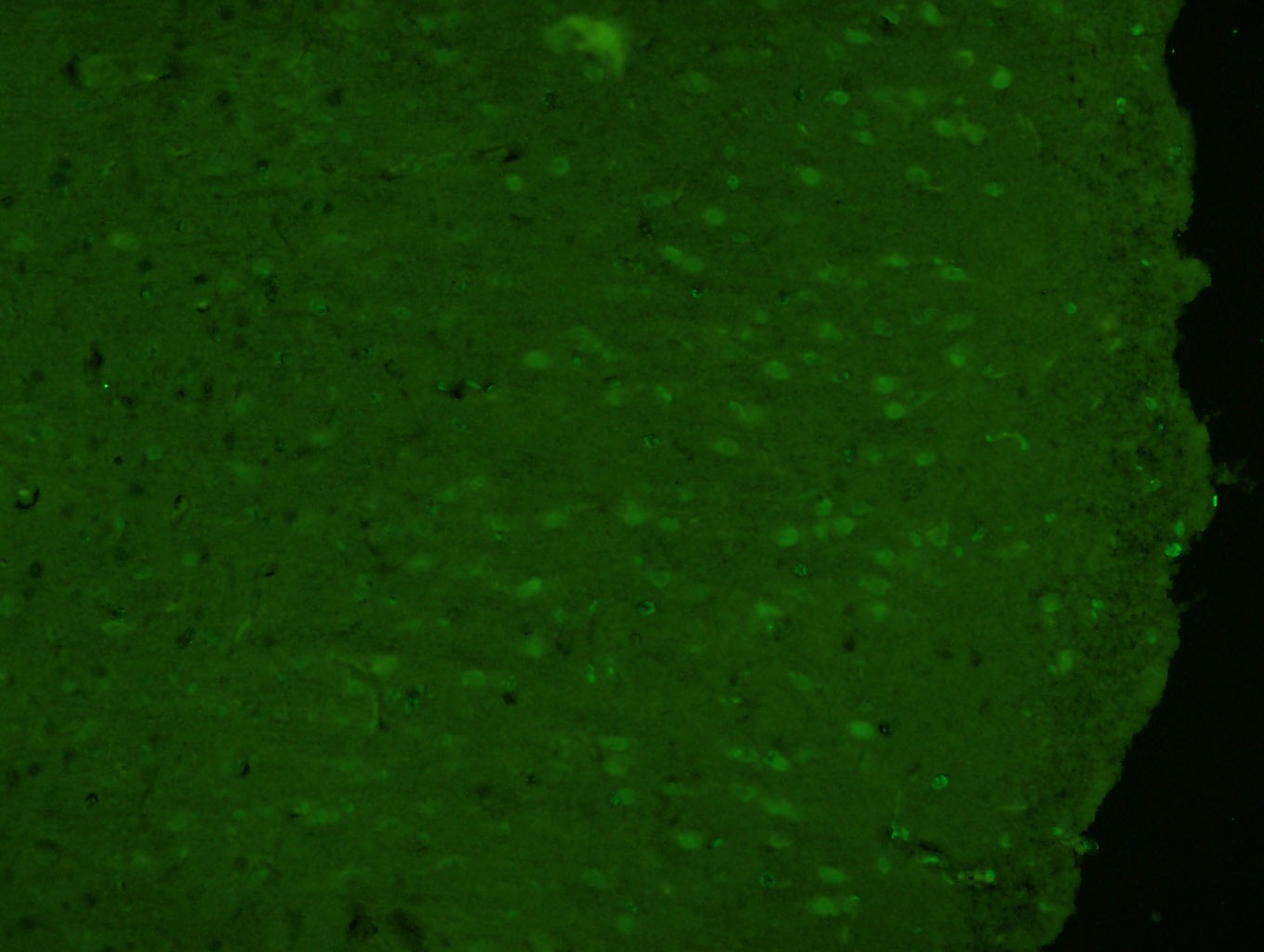 Anti-HFH4 Polyclonal Antibody