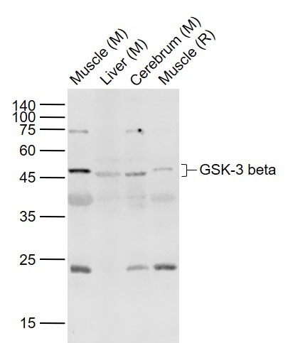 Anti-GSK3B Polyclonal Antibody 2