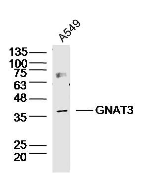 Anti-GNAT3 Polyclonal Antibody