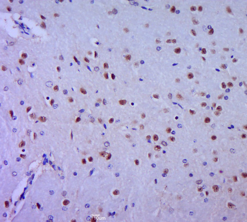 Anti-HES1 Polyclonal Antibody