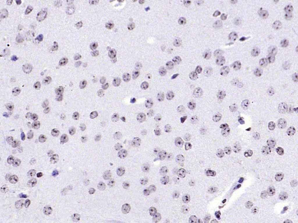 Anti-HFH4 Polyclonal Antibody