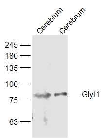 Anti-Glyt1 Polyclonal Antibody