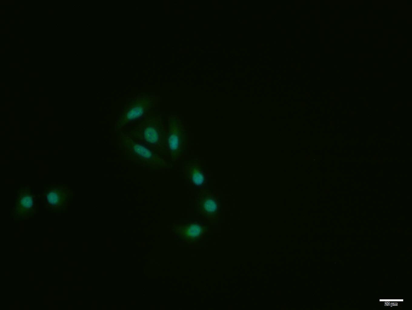 Anti-HES1 Polyclonal Antibody