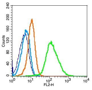 Anti-gp130/IL6ST Polyclonal Antibody