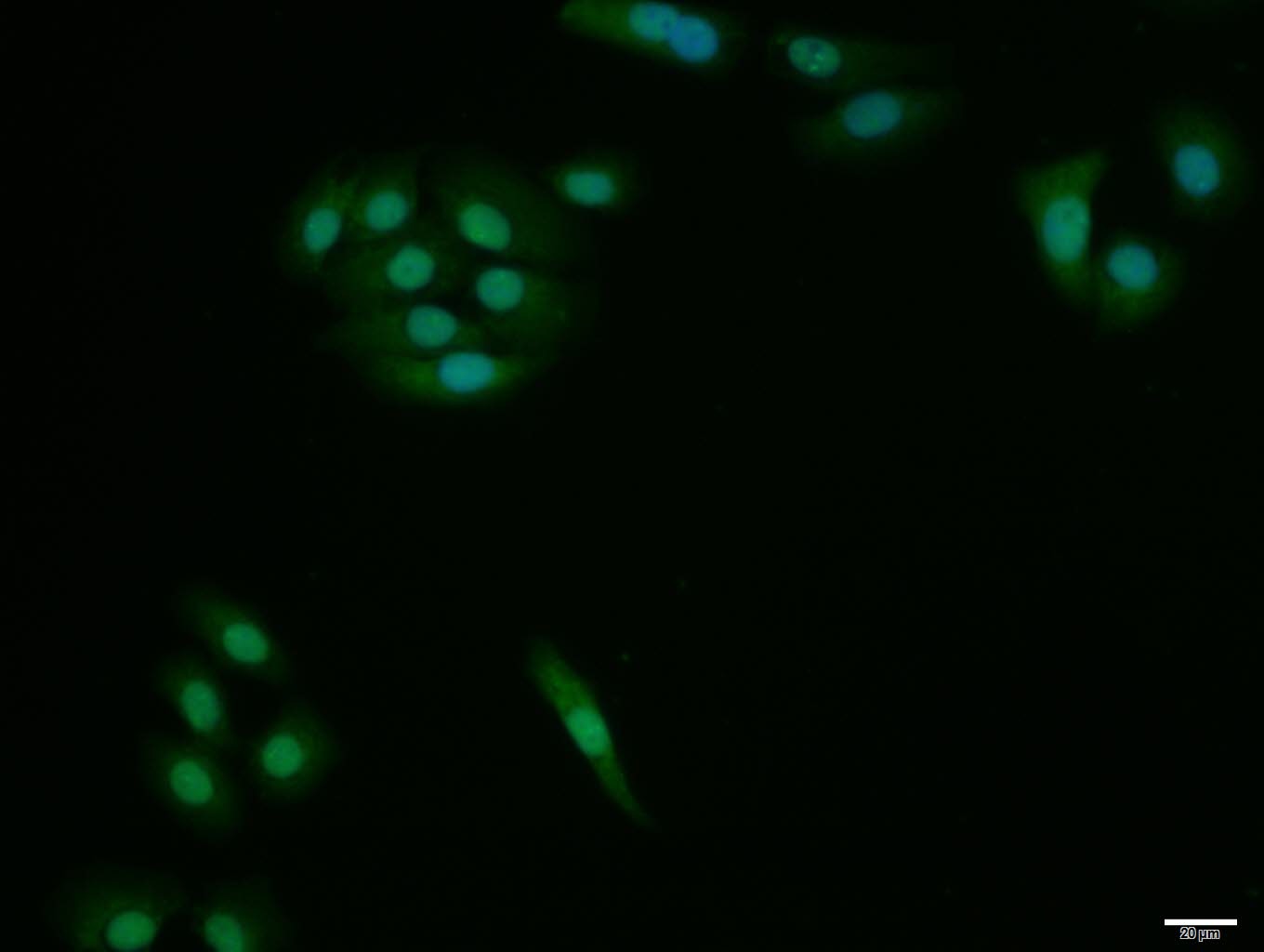 Anti-HES1 Polyclonal Antibody