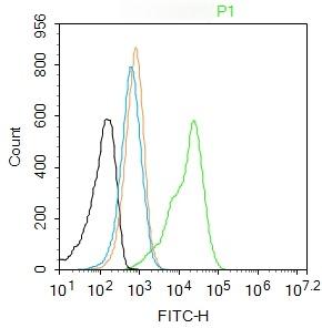Anti-GSK3B Polyclonal Antibody 3