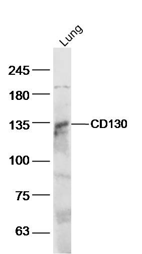 Anti-gp130/IL6ST Polyclonal Antibody