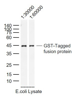 Anti-GST Tag Antibody (3L430)