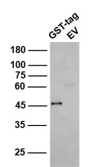 Anti-GST Tag Polyclonal Antibody