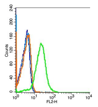 Anti-GPR110 Polyclonal Antibody