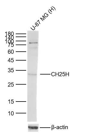 Anti-CH25H Polyclonal Antibody 2