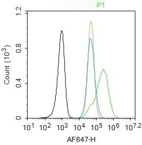 Anti-CHAT Polyclonal Antibody