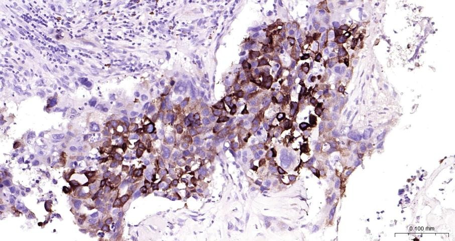 Anti-COX-2 Polyclonal Antibody