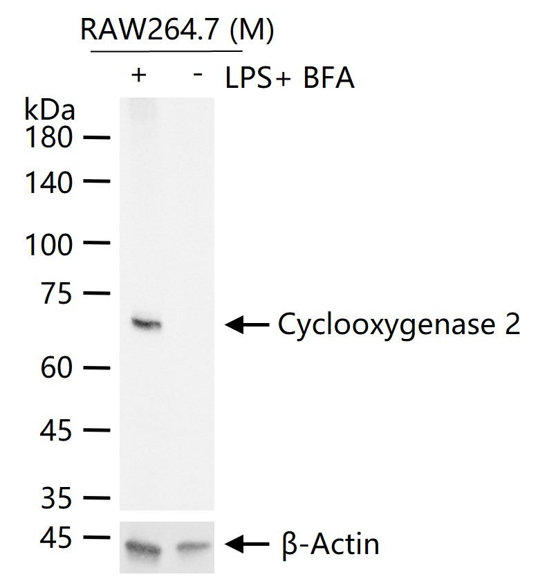 Anti-COX-2 Polyclonal Antibody
