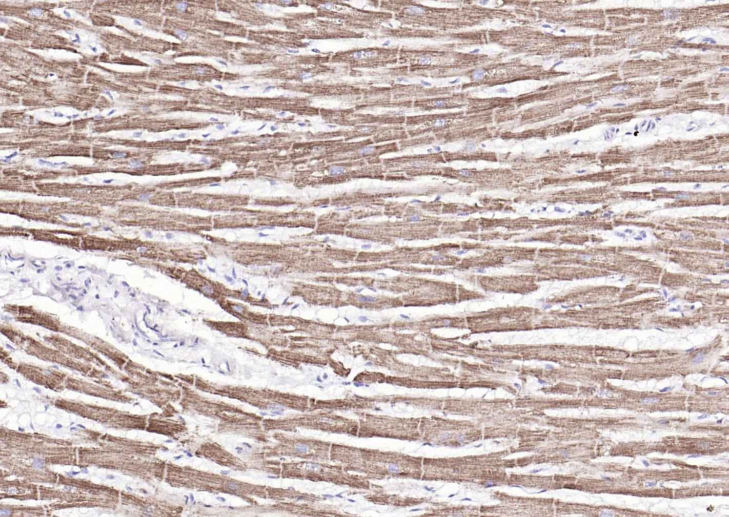 COX4I1 Mitochondrial Loading Control Antibody (5Z89)