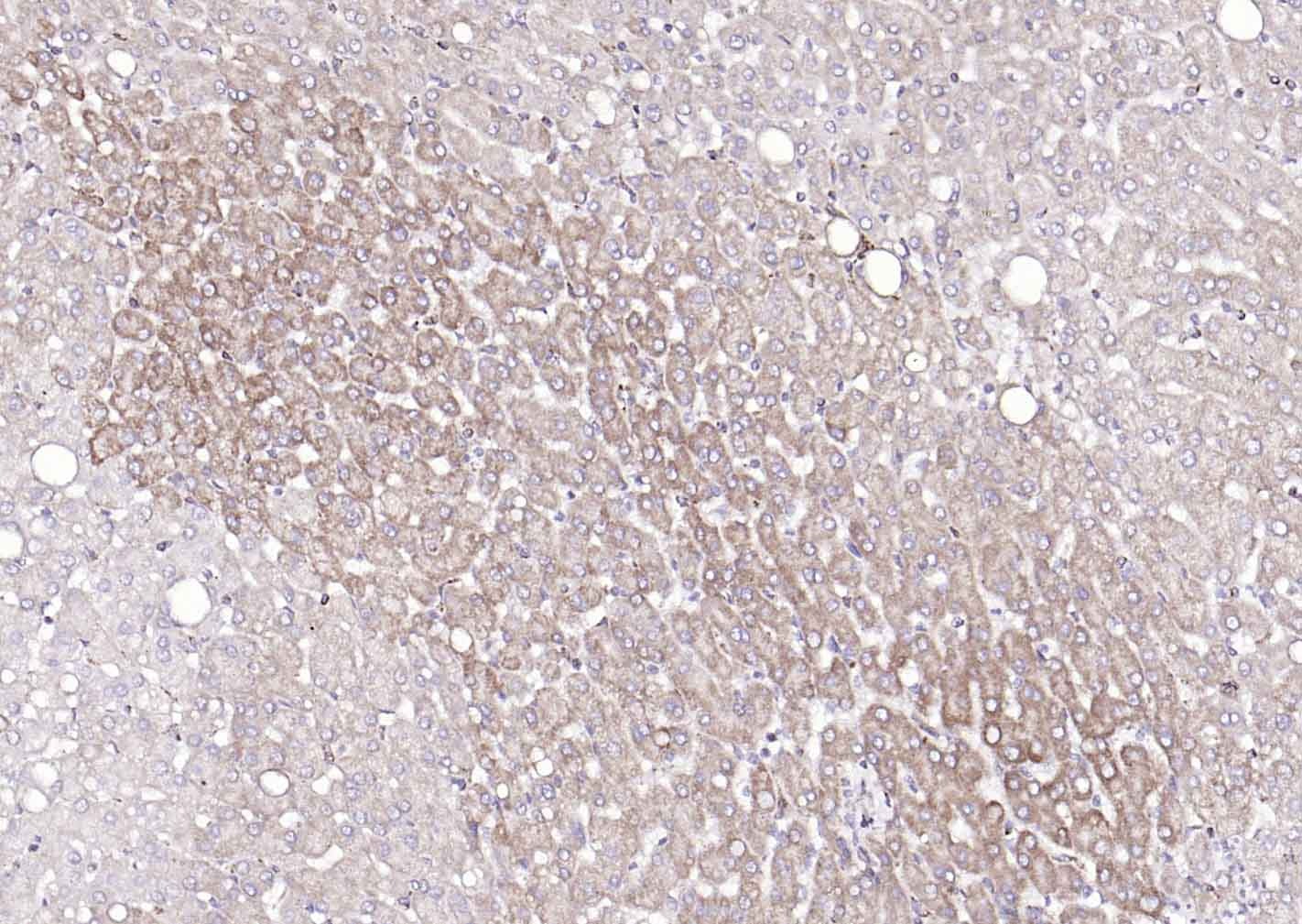 COX4I1 Mitochondrial Loading Control Antibody (5Z89)