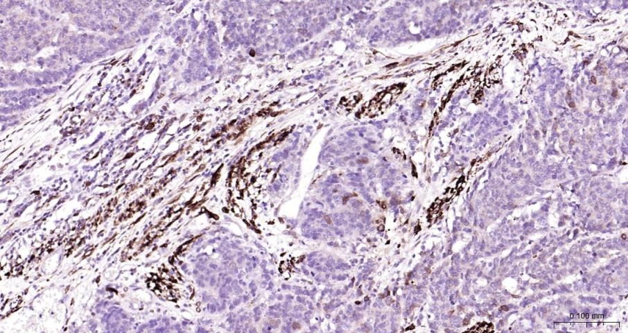 Anti-COX-2 Polyclonal Antibody