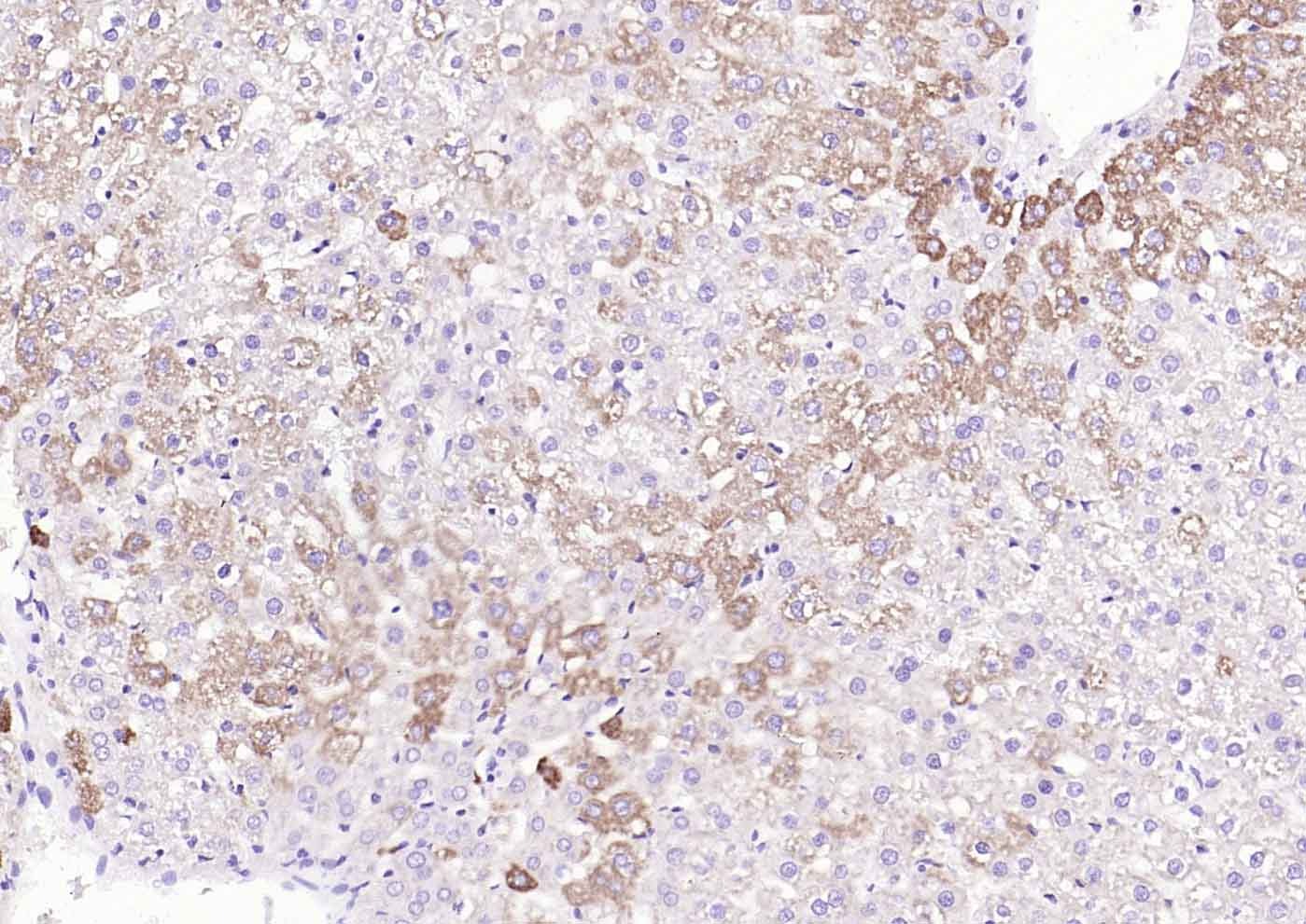 COX4I1 Mitochondrial Loading Control Antibody (5Z89)