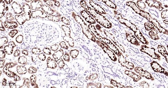 Anti-COX-2 Antibody (1O260)