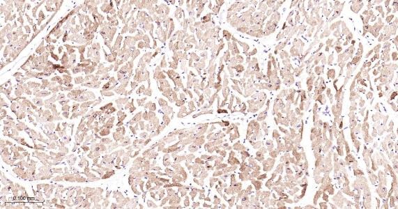 Anti-COX-2 Antibody (1O260)