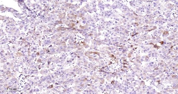 Anti-COX-2 Antibody (1O260)