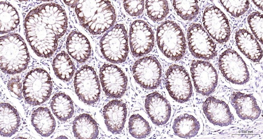 Anti-COX-2 Polyclonal Antibody