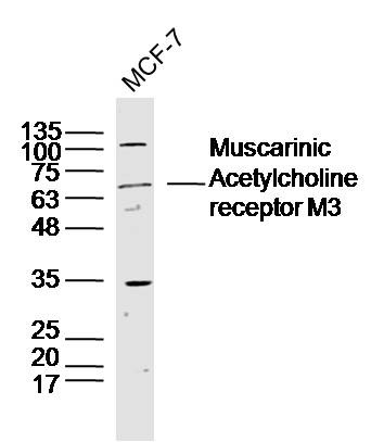 Anti-CHRM3 Polyclonal Antibody