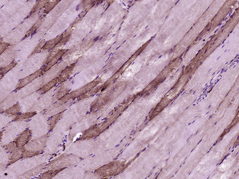 COX4I1 Mitochondrial Loading Control Antibody (5Z89)