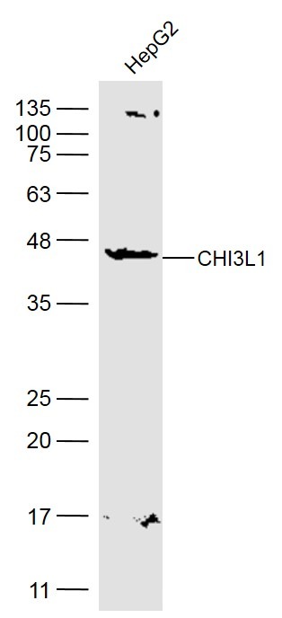 Anti-YKL-40/CHI3L1 Polyclonal Antibody