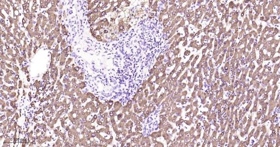 Anti-COX-2 Antibody (1O260)