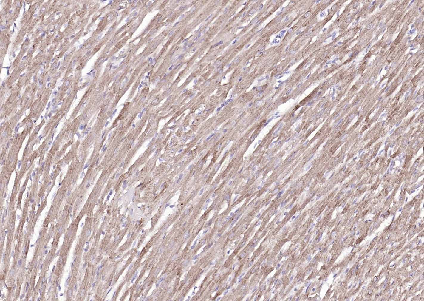 COX4I1 Mitochondrial Loading Control Antibody (5Z89)