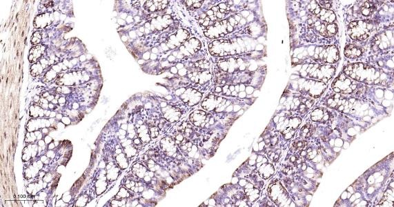 Anti-COX-2 Antibody (1O260)