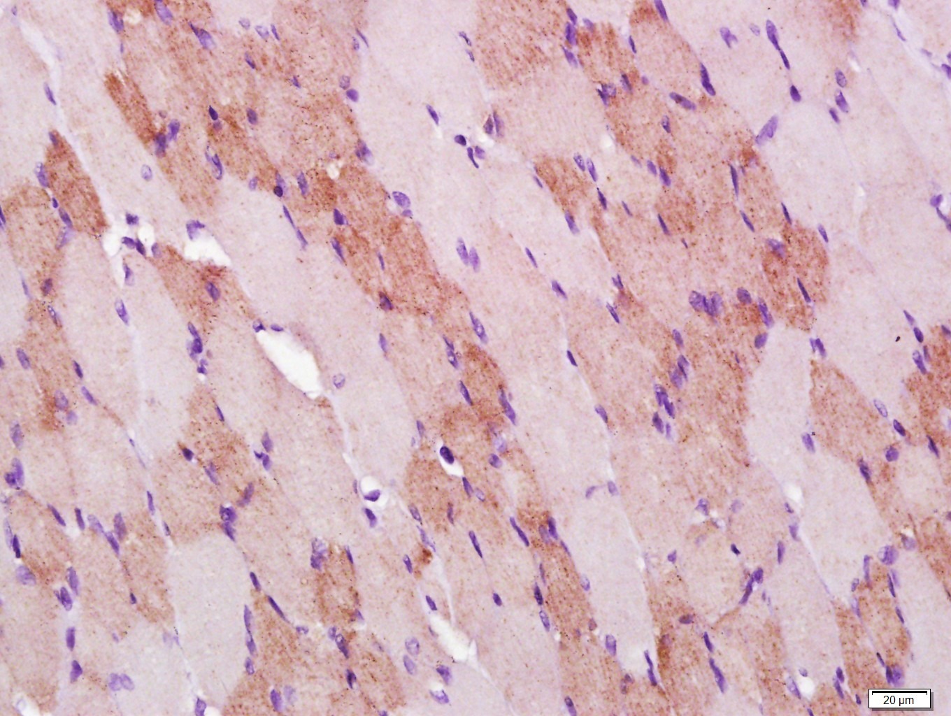 COX4I1 Mitochondrial Loading Control Antibody (5Z89)