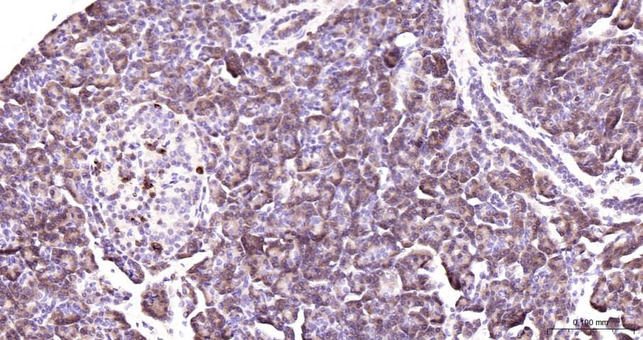Anti-COX-2 Polyclonal Antibody