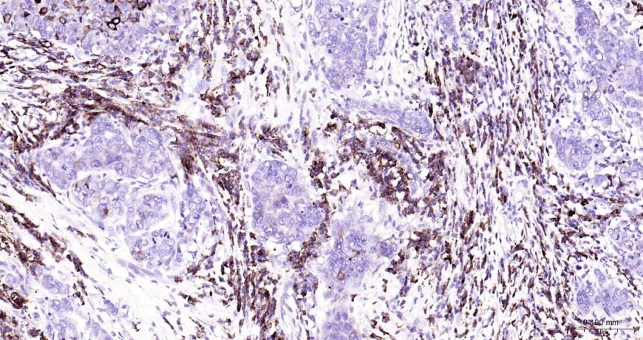 Anti-COX-2 Polyclonal Antibody