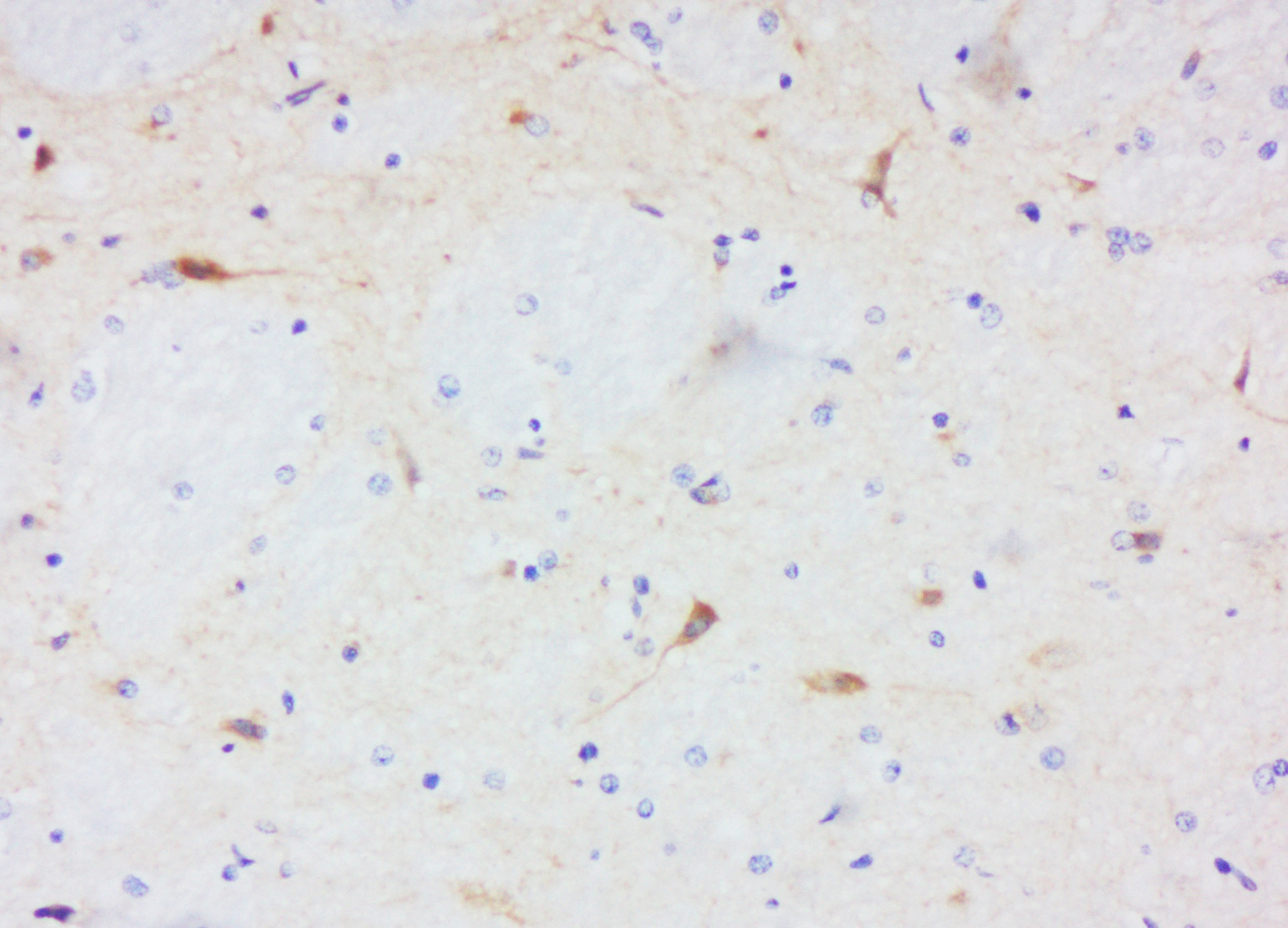 Anti-COX4I1 Polyclonal Antibody