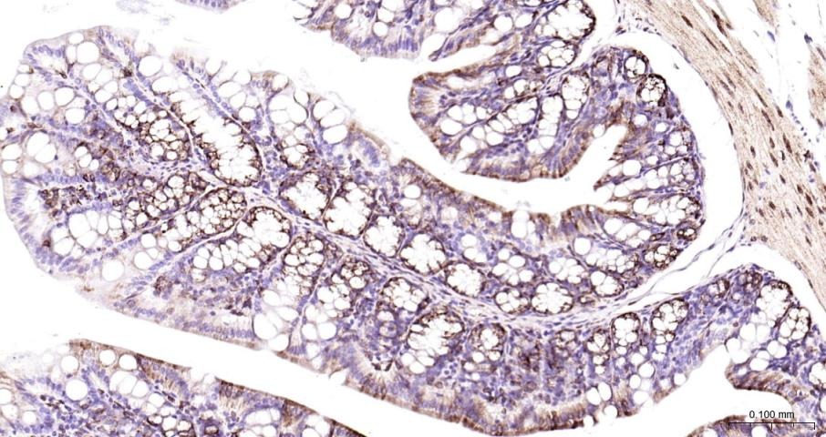 Anti-COX-2 Polyclonal Antibody