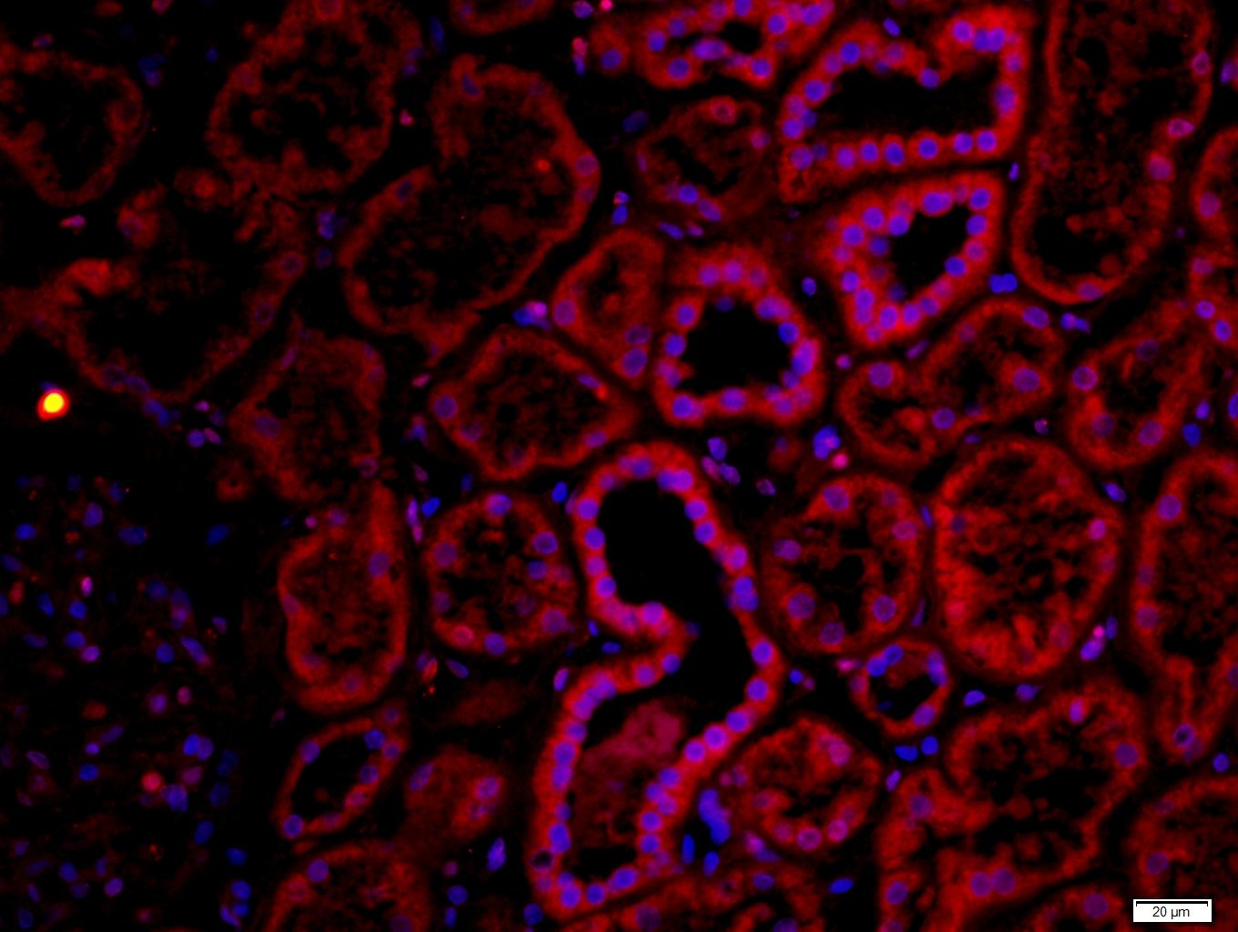 Anti-CHRNA7 Polyclonal Antibody